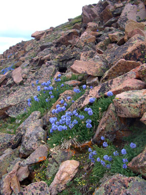 Flowers near the summit