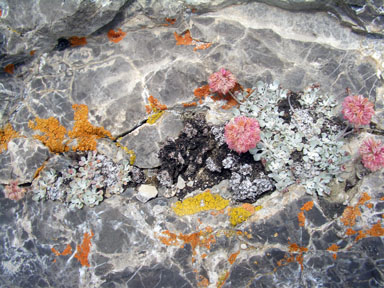 Even on the summit, nature's artistic mix of plant life and rock art are eye pleasing