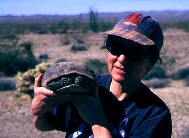Jennifer moving a desert tortoise out of the road en route to Black Butte