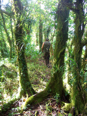 Candyman enjoying his backyard rainforest while descending Alava's east ridge