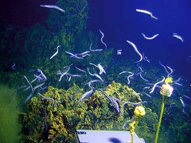 Eel City 2,000-feet below sea level on the underwater slopes of 
						 Mount Nafanua a mere 24 miles east of Fitiuta on Ta'u