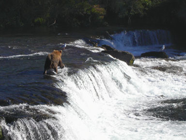 A bear prowling the top of Brooks Falls