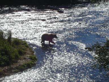 A young bear checking out the shallows below the falls