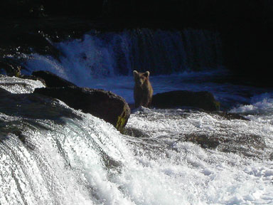 A bear probing the pools below Brooks Falls