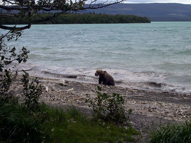 On a windy day dead salmon wash ashore from Lake Naknek, and this small bear surfs for dinner
