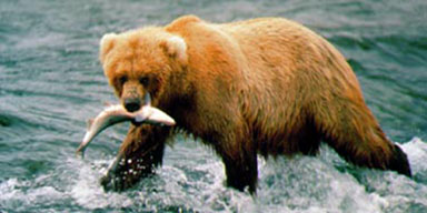 A bear carries a catch across the top of Brooks Falls